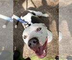 Small Photo #3 American Pit Bull Terrier-Unknown Mix Puppy For Sale in Germantown, OH, USA
