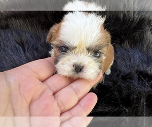 Shih Tzu Dog for Adoption in HAYWARD, California USA