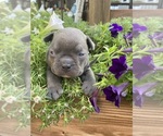 Small #1 Faux Frenchbo Bulldog