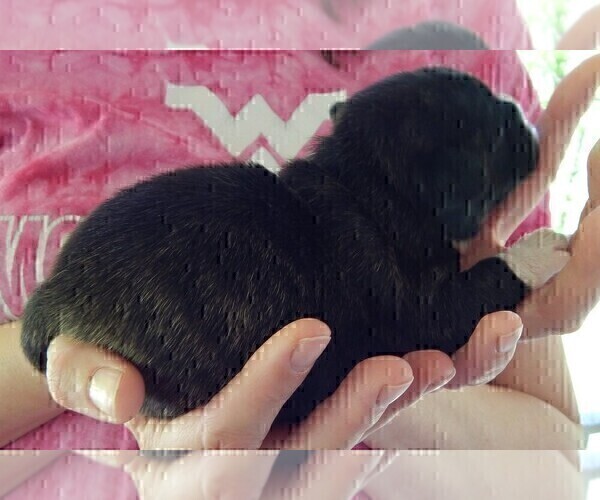 Medium Photo #13 French Bullhuahua Puppy For Sale in SPRAGGS, PA, USA