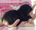 Small #12 French Bullhuahua