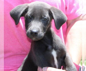 Mutt Dogs for adoption in Prattville, AL, USA