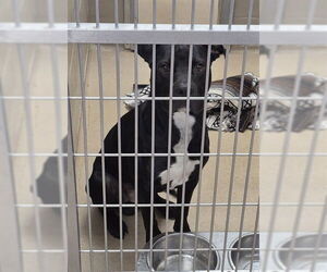American Pit Bull Terrier Dogs for adoption in Decatur, IL, USA