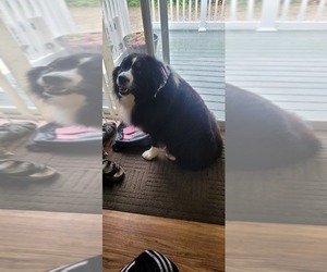 Border-Aussie Puppy for sale in GENEVA, OH, USA