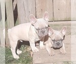 Small Photo #1 French Bulldog Puppy For Sale in COTTAGEVILLE, SC, USA