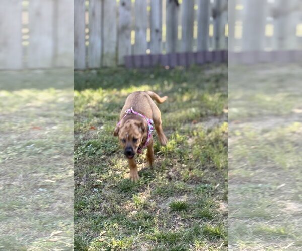 Medium Photo #14 Mutt Puppy For Sale in Holly Springs, NC, USA