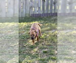 Small #13 Mutt