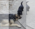 Small Photo #1 German Shepherd Dog Puppy For Sale in JERSEYVILLE, IL, USA