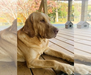 Labrador Retriever Dogs for adoption in CHATTANOOGA, TN, USA