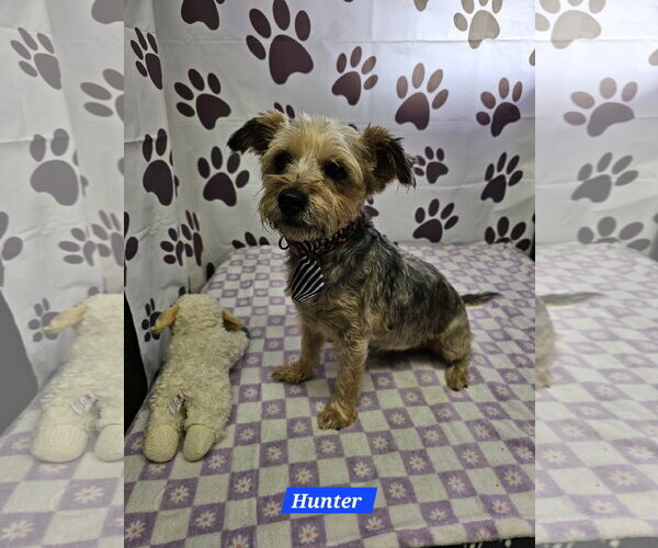 Medium Photo #1 Mutt Puppy For Sale in Metairie, LA, USA