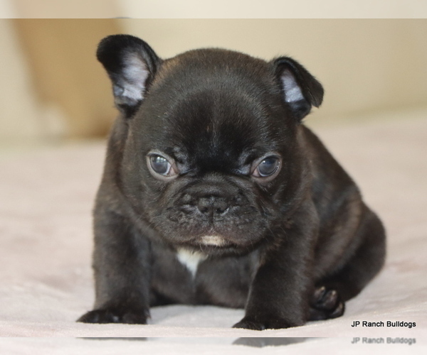 Medium Photo #10 French Bulldog Puppy For Sale in WINNSBORO, TX, USA