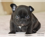 Small #9 French Bulldog