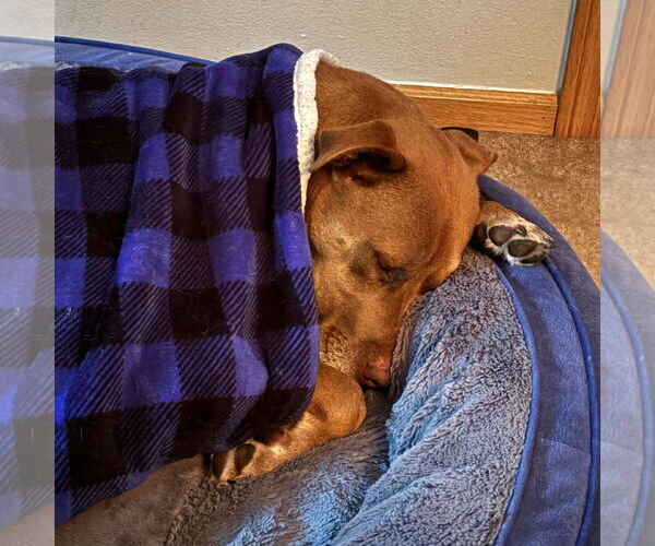 Medium Photo #17 American Pit Bull Terrier-Labrador Retriever Mix Puppy For Sale in Fargo, ND, USA