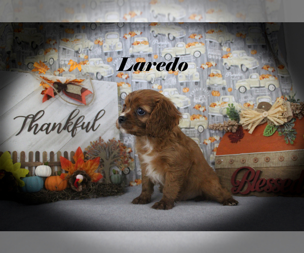 Medium Photo #6 Cavalier King Charles Spaniel Puppy For Sale in CHANUTE, KS, USA