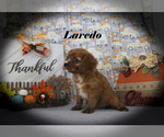 Small #5 Cavalier King Charles Spaniel