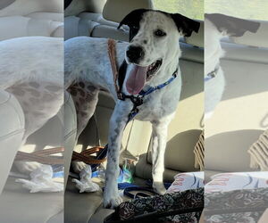 Retriever -Unknown Mix Dogs for adoption in Stephens City, VA, USA