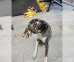Small #1 Mutt