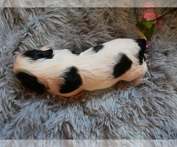 Medium Photo #16 Cavalier King Charles Spaniel Puppy For Sale in SCOTTVILLE, MI, USA