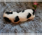 Small Photo #16 Cavalier King Charles Spaniel Puppy For Sale in SCOTTVILLE, MI, USA