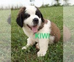 Small Photo #3 Saint Bernard Puppy For Sale in SPENCERVILLE, IN, USA