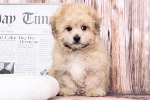 Medium Photo #1 Zuchon Puppy For Sale in BEL AIR, MD, USA