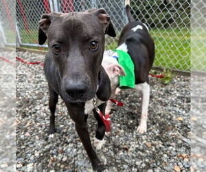 Labrador Retriever-Unknown Mix Dogs for adoption in Anchorage, AK, USA