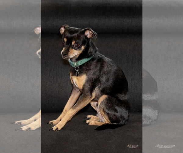 Medium Photo #3 Chihuahua Puppy For Sale in Denton, TX, USA