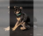 Small #2 Chihuahua