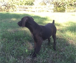 German Shorthaired Pointer Puppy for sale in WATERTOWN, NY, USA
