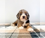 Small #4 Bernedoodle (Miniature)