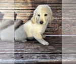 Small Photo #28 Goldendoodle Puppy For Sale in PENSACOLA, FL, USA
