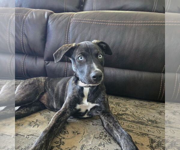 Medium Photo #1 Catahoula Leopard Dog-Whippet Mix Puppy For Sale in Valrico, FL, USA