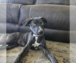 Catahoula Leopard Dog-Whippet Mix Dogs for adoption in Valrico, FL, USA