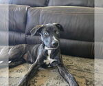 Small Catahoula Leopard Dog-Whippet Mix