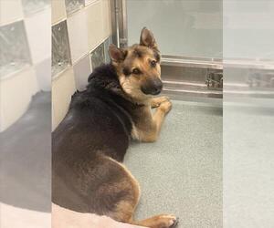 German Shepherd Dog Dogs for adoption in Plano, TX, USA
