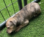 Puppy Miss Brindle Boxer-Chihuahua Mix