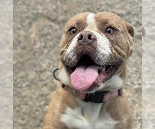 Medium Photo #1 Bullypit Puppy For Sale in Santa Maria, CA, USA