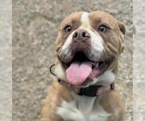 Bullypit Dogs for adoption in Santa Maria, CA, USA