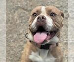 Small Bullypit