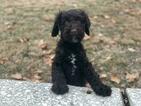 Small Photo #8 Goldendoodle-Poodle (Standard) Mix Puppy For Sale in DETROIT, MI, USA