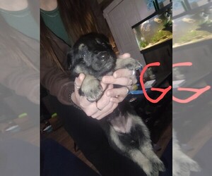 Malinois Puppy for sale in ELKHART, IN, USA