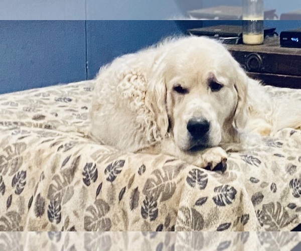 Medium Photo #37 English Cream Golden Retriever Puppy For Sale in MEDFORD TOWNSHIP, NJ, USA