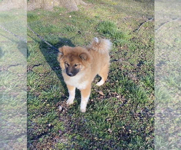 Medium Photo #2 Shiba Inu Puppy For Sale in STELLA, MO, USA