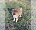 Small Photo #2 Shiba Inu Puppy For Sale in STELLA, MO, USA