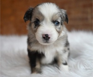 Miniature Australian Shepherd Puppy for Sale in GARLAND, Kansas USA