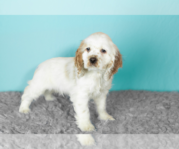 Medium Photo #4 Cocker Spaniel Puppy For Sale in NAPPANEE, IN, USA