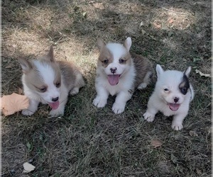 Pembroke Welsh Corgi Puppy for sale in PRESTON, MO, USA