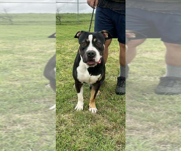 Medium Photo #8 Mutt Puppy For Sale in Abbeville, LA, USA