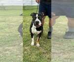 Small #7 Mutt