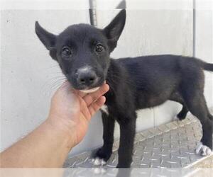 Labrador Retriever Dogs for adoption in Houston, TX, USA